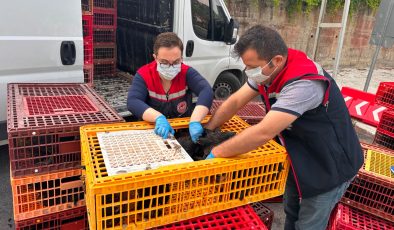 ÇAMLIYAYLA’DA KAÇAK VE KAYIT DIŞI TAVUK OPERASYONU: 5 BİN 890 HAYVAN İTLAF EDİLDİ