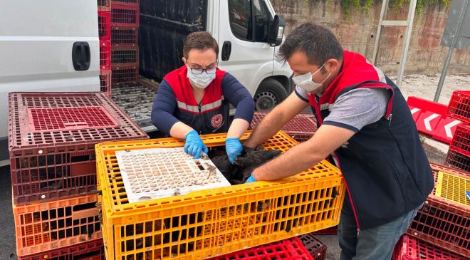 ÇAMLIYAYLA’DA KAÇAK VE KAYIT DIŞI TAVUK OPERASYONU: 5 BİN 890 HAYVAN İTLAF EDİLDİ