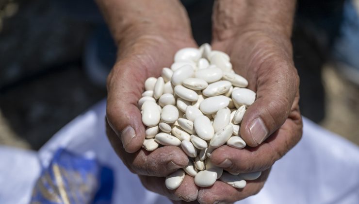 Mersin Büyükşehir Belediyesi’nden Atalık “Leklek Fasulyesi”ne Can Suyu