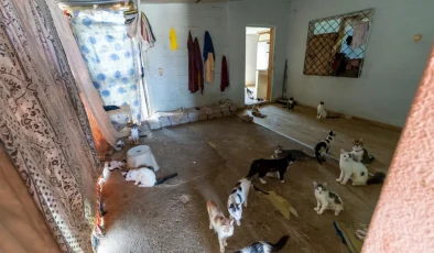 Çöp Sanılan Evden 100 Kedi Çıktı